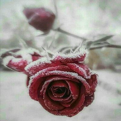 دانلود آهنگ شبنم تووزلو هچ اولماسا دانلود آهنگ شبنم تووزلو هچ اولماسا