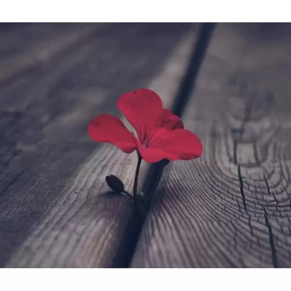 دانلود آهنگ کاش کبوتر میبودم با صدای زن