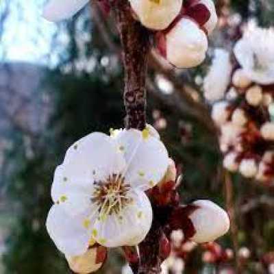 دانلود آهنگ ستین بمونی باهام دانلود آهنگ ستین بمونی باهام