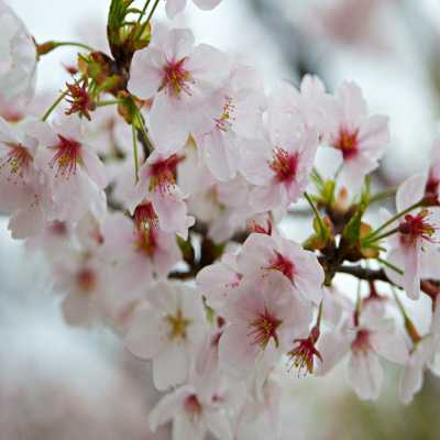 دانلود آهنگ عید اومده بهاره شادی رو به خونمون میاره