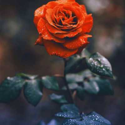 دانلود ریمیکس هله دان دان افسانه
