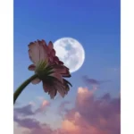 دانلود آهنگ میخکه ی کۆنی اوینم