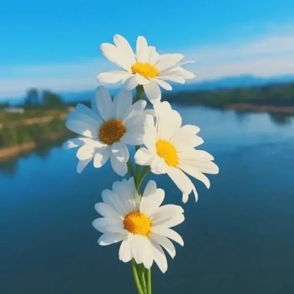 دانلود آهنگ میخوایم بدیم جر باندو دانلود آهنگ میخوایم بدیم جر باندو